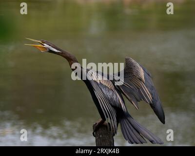 Pesce dal collo lungo che mangia uccello chiama Darter. Uccello australiano con piume scure con deliziose piume dorate sulle ali. Foto Stock