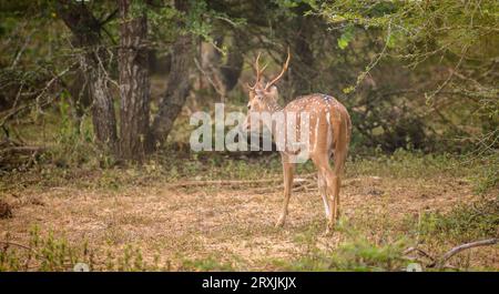 Splendido cervo dello Sri Lanka con corna che cammina nei cespugli del parco nazionale di Yala, vista posteriore del cervo. Foto Stock