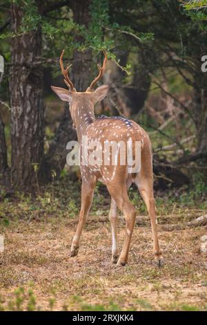 Splendido cervo dello Sri Lanka con corna che cammina nei cespugli del parco nazionale di Yala, vista posteriore del cervo. Foto Stock