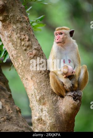 Incredibile ritratto di famiglia Toque macaque selvaggio, mamma e bambino scimmia seduti su un albero e guardando di lato. Fotografato nel parco nazionale di Yala. Foto Stock