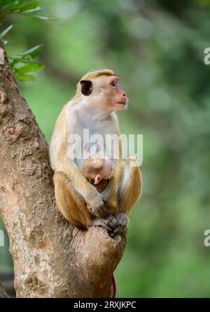 Bellissimo ritratto di famiglia Toque macaque, mamma e bambino scimmia seduti su un albero e guardando di lato. Fotografato nel parco nazionale di Yala. Foto Stock