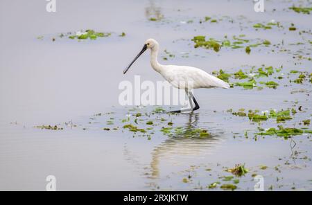 Pesca a spatola eurasiatica sulla riva del lago del parco nazionale di Yala, Foto Stock