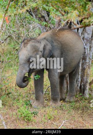 Un piccolo elefante si nutre di foglie verdi mentre gratta la schiena nell'albero del parco nazionale di Yala. Foto ritratto in primo piano isolato di elefante bambino Foto Stock