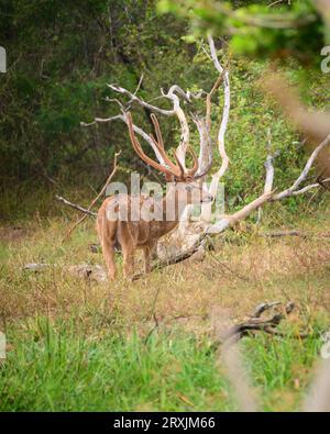 Maestosi cervi con enormi palchi in piedi nella giungla, tieni d'occhio i pericoli dei dintorni. Foto Stock