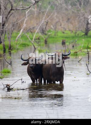 Coppia di bufali asiatici d'acqua selvatica che si stendono nelle acque paludose e guardano la macchina fotografica, il parco nazionale di Yala. Foto Stock