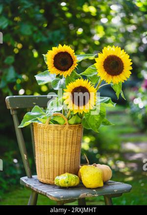 Composizione floreale autunnale con girasoli gialli in cesto di vimini e lo stesso delle zucche sulla sedia da giardino. Un concetto floristico o di giardinaggio. Foto Stock