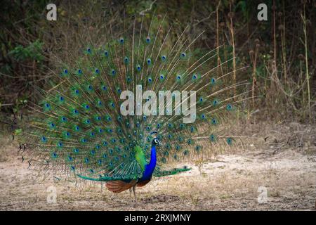 Incredibile spettacolo di danza del pavone presso il parco nazionale di Yala, fotografia ravvicinata. Bellezza nella natura. Foto Stock