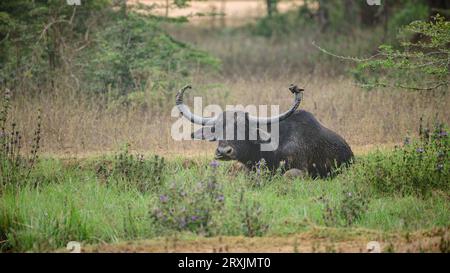 Bufalo d'acqua selvatico dalle lunghe corna che riposa nel campo d'erba dopo un bagno di fango. Siediti e osserva i dintorni al parco nazionale di Yala. Foto Stock