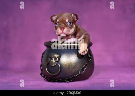 Cucciolo di cane Bulldog francese Mocca Orange Tan in calderone strega di Halloween su sfondo viola Foto Stock