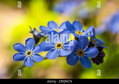 Blu poco dimenticare di me non fiori su uno sfondo verde in una giornata di sole in primavera macro fotografia. Fioritura Myosotis fiori selvatici con petali blu Foto Stock