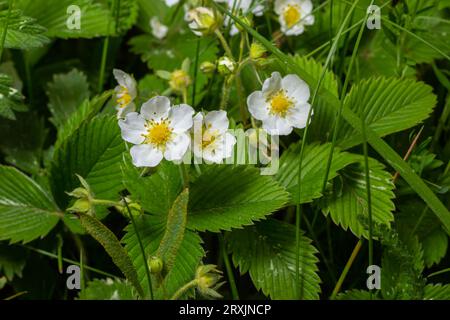 Fiori e foglie di fragola verdi - nome latino - Fragaria viridis. Foto Stock