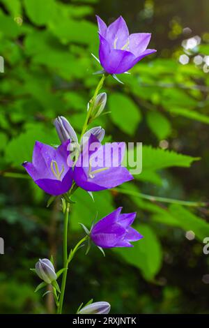 Fiore palloncino, Tussock Bellflower, Campanula persicifolia o Campanula carpatica fiori campanili viola in giardino autunnale. Foto Stock