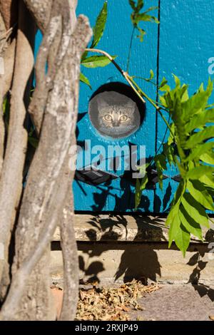 Ainhoa, Francia, 12 agosto 2023. Gatto dipinto su porta di legno di una tradizionale casa a graticcio ad Ainhoa, un piccolo villaggio in Francia vicino al b spagnolo Foto Stock