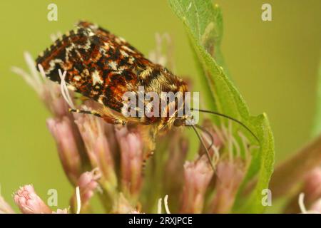 Primo piano colorato e naturale della bellissima sottoscocca gialla, Anarta myrtilli , sorseggiando nettare dalla canapa-agrimonia o corda Santa, Eupatorium cannabinu Foto Stock