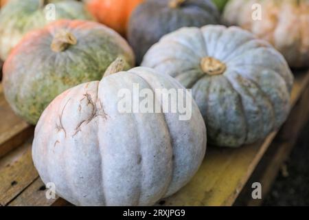 Brian's Grey Variety Pumpkins (Cucurbita), squash invernale in mostra presso il negozio agricolo, Germania Foto Stock