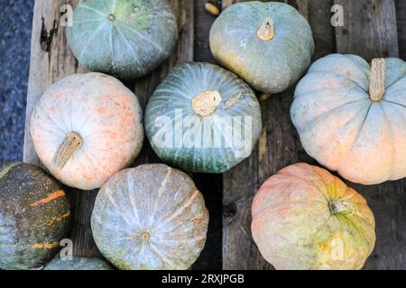 Brian's Grey Variety Pumpkins (Cucurbita), squash invernale in mostra presso il negozio agricolo, Germania Foto Stock