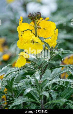 Wallflower Walberton's Fragrant Sunshine, erysimum, Erysimum Walfrasun, perenne sempreverde, punte verticali di fiori gialli luminosi Foto Stock