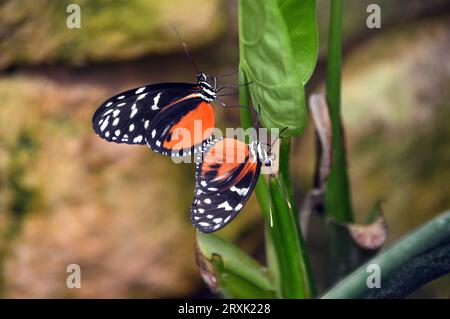 Two Cream-spotted Tigerwing 'TithoreaTtarricina' presso la Butterfly Farm a Stratford-upon-Avon, Warwickshire, West Midlands, Inghilterra, Regno Unito Foto Stock