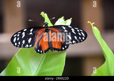 Tigerwing a macchie di crema "TithoreaTtarricina" presso la Butterfly Farm a Stratford-upon-Avon, Warwickshire, West Midlands, Inghilterra, Regno Unito Foto Stock