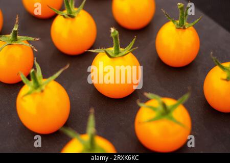 Pomodori ciliegini premiati di prima classe coltivati da John Lowe in mostra al Malvern Autumnal Show. Il Malvern Autumn Show di tre giorni presso il Three Counties Showground, Malvern, Worcestershire, Inghilterra, Regno Unito. Foto Stock