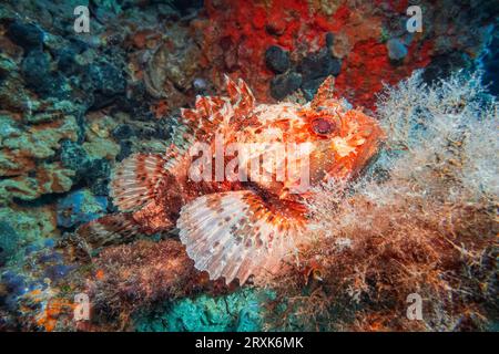 Scorpione rosso (Scorpaena Scrofa), Mare Adriatico, Mar Mediterraneo, Croazia Foto Stock