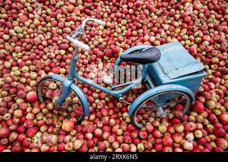 Un triciclo si è seduto tra le mele come parte della mostra di Weston Cider al Malvern Autumn Show. Il Malvern Autumn Show di tre giorni al Three Counties Showground, Malvern, Worcestershire, Inghilterra, Regno Unito. Foto Stock