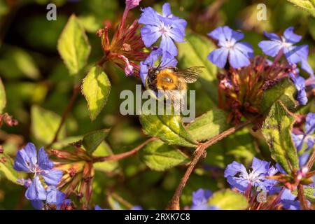 Prolificamente bellissimo ritratto naturale ravvicinato di piante fiorite di Ceratostigma willmottianum, plumbago cinese, in tarda luce del sole invernale Foto Stock