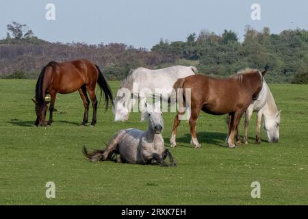 New Forest National Park, Hampshire, pony selvatici che vagano liberamente nel loro habitat naturale, nutrendosi e riposando su terre comuni Foto Stock