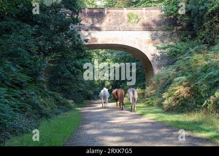 New Forest National Park, Hampshire, pony selvatici che vagano liberamente nel loro habitat naturale, un trio di pony che camminano sotto un ponte Foto Stock