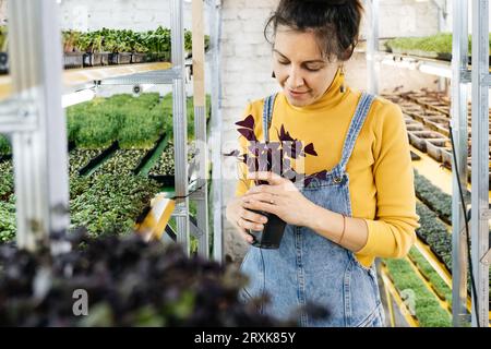 Giovane agricoltore femmina che cresce microgreens sul suo giardino verticale interno. Donna felice che si cura di piante su scaffali. Radish, rucola, daikon, oxalis Foto Stock
