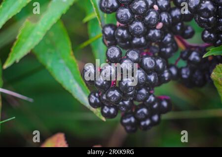 Macro shot di bacche di sambuco nere mature con foglie verdi. Vista ravvicinata Foto Stock