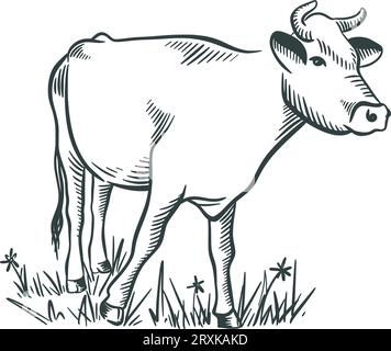 Disegno della mucca disegnato a mano. Schizzo con inchiostro zootecnico Illustrazione Vettoriale