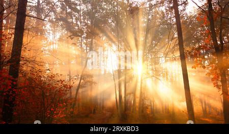 Saluto della natura: Dawn illumina le nebbiose foreste autunnali Foto Stock