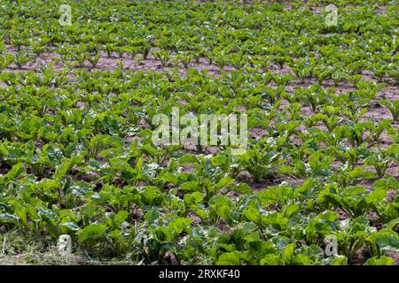 settore agricolo in cui cresce la barbabietola da zucchero, coltivazione della barbabietola per produrre prodotti a base di zucchero Foto Stock