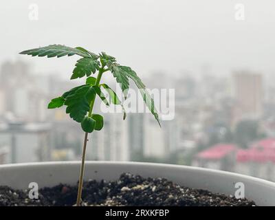 Una piccola pianta di piantine di cannabis allo stadio della vegetazione piantata nel terreno sullo sfondo urbano della città, eccezioni di coltivazione in un in Foto Stock