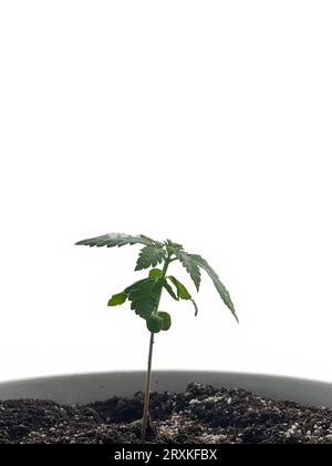 Piccola pianta di Cannabis isolata su sfondo bianco Foto Stock