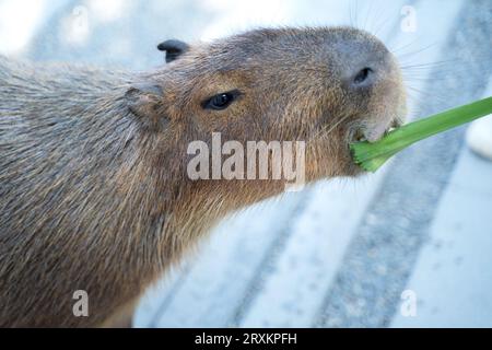 Carino capybara (il topo più grande) che cammina e mangia a Taiwan. Foto Stock