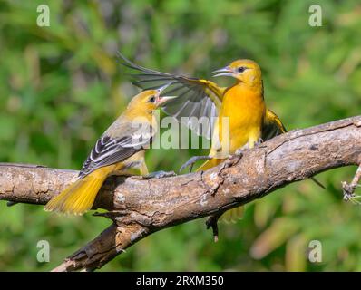 Giovane baltimore orioles (Icterus galbula) Fighting, Galveston, Texas, USA. Foto Stock