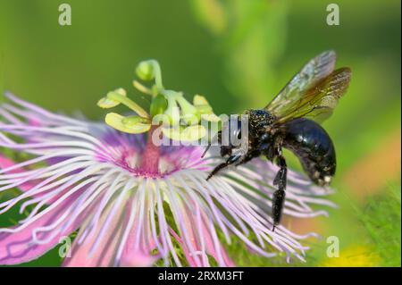 Femmina di falegname meridionale (Xylocopa micans) su fiore di scarletfruit passionflower (Passiflora foetida var. Lanuginosa), Galveston, Texas, Stati Uniti. Foto Stock