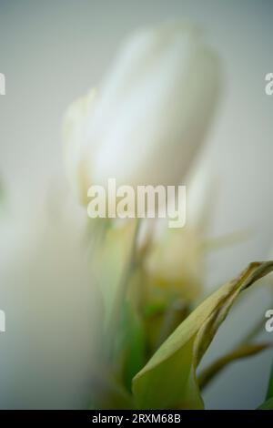 Close up tulip Foto Stock
