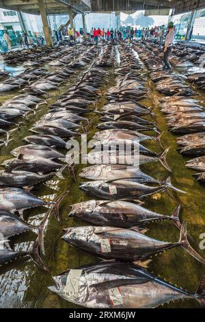 Kumano Kodo percorso del pellegrinaggio. Mercato del pesce. Il tonno. Porto di pesca. Katsuura. Percorso Nakahechi. Wakayama Prefettura. Kii Peninsula. La regione di Kansai. Hons Foto Stock
