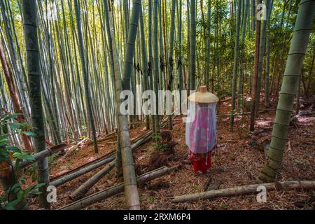 Kumano Kodo percorso del pellegrinaggio. Daimon-zaka slope. Gli alberi di bambù. Wakayama Prefettura. Kii Peninsula. La regione di Kansai. Isola Honshü . UNESCO World Heritag Foto Stock