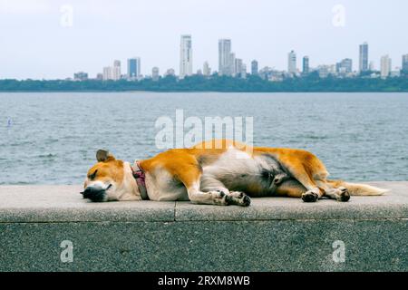 Cane che dorme all'argine di Mumbai, India Foto Stock
