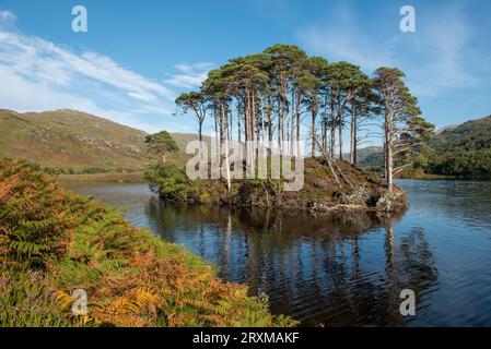 Eilean Na Moine, sul Loch Eilt, il presunto sito della tomba di Albus Silente, Lochaber, Scozia, Regno Unito Foto Stock