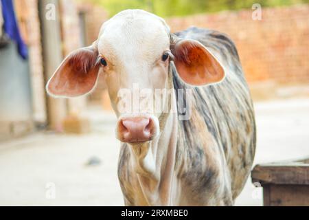 Cattura la mucca Brahman americana. Mucca neonata di razza Brahman americana. Il Brahman è una razza americana di bovini ibridi zebuina-taurina. Pakistano Foto Stock