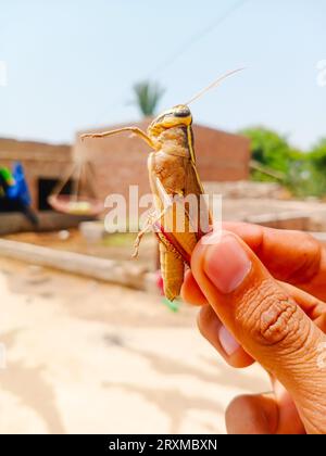 Primo piano della tramoggia in mano. Mano dell'uomo che tiene insetto Grasshopper. Le cavallette sono un gruppo di insetti appartenenti al sottordine Caelifera. Erba Foto Stock