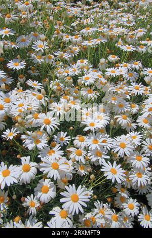 Foto scattata in Turchia in primavera. L'immagine mostra un'aiuola piena di margherite bianche da giardino. Foto Stock