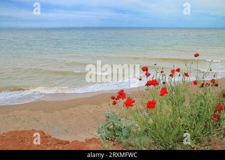 Foto scattata sul mare nero. L'immagine mostra papaveri selvatici su una costa deserta. Foto Stock