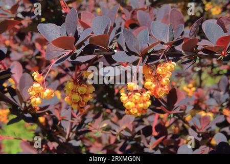 La foto è stata scattata nel giardino botanico della città di Odessa in Ucraina. L'immagine mostra i fiori gialli di un cespuglio fiorito di mirtilli. Foto Stock