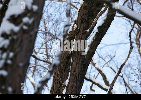 alberi nella stagione invernale su cui si trova un picchio, un picchio sugli alberi nel parco nella stagione invernale Foto Stock